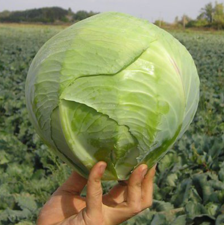 Капуста белокочанная Каунт F1 фото