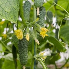 Огурец Арктика F1 фото 2