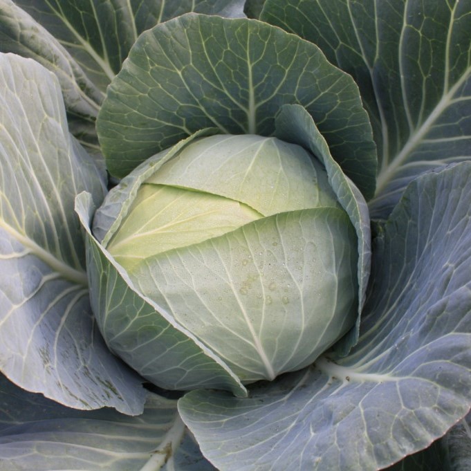 Капуста белокочанная Отм Квин F1 (Autumn Queen) фото