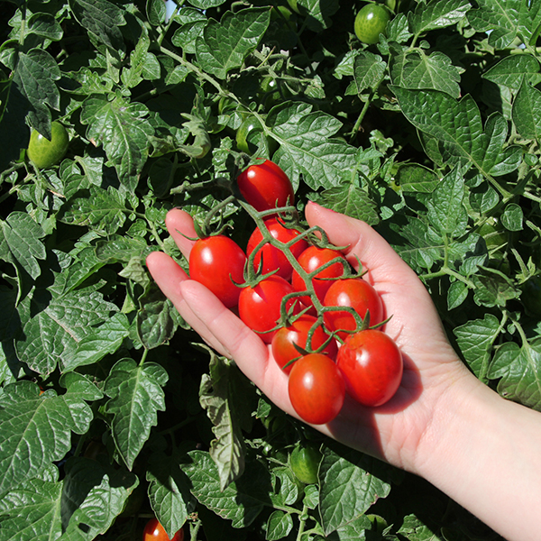 Семена томатов Тутти Фрутти F1 фото 2