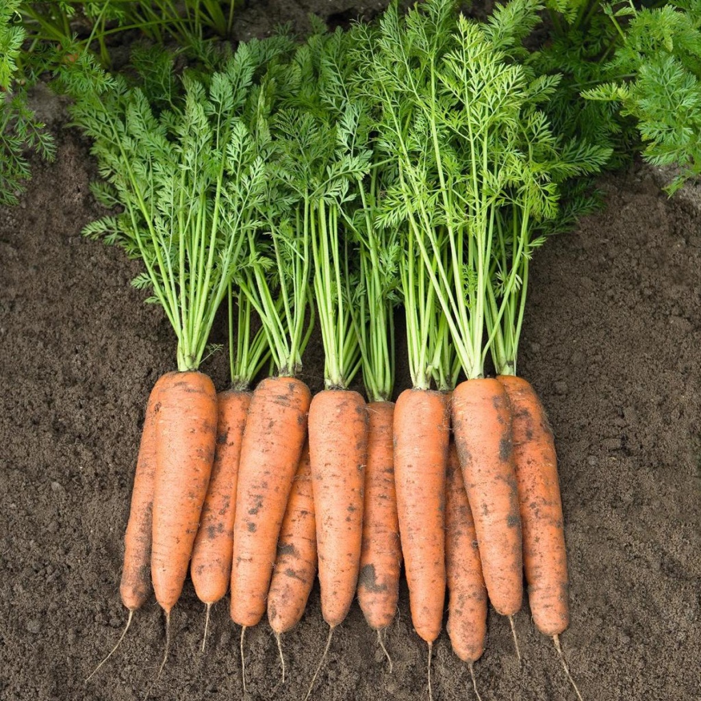 Морковь Белградо F1 фото 2