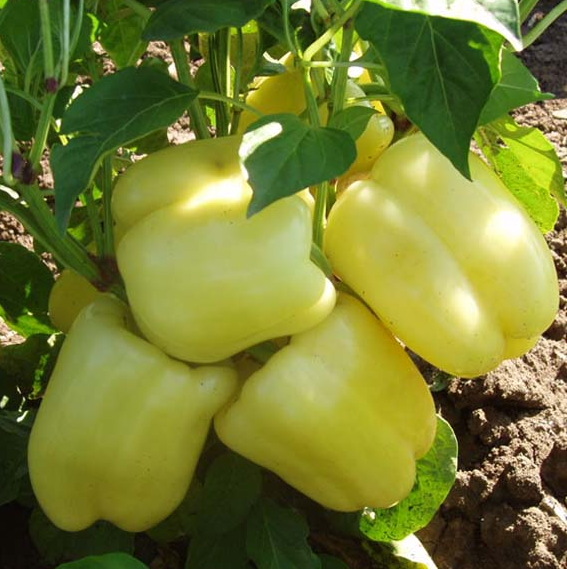 Семена перца Никита F1 фото 2