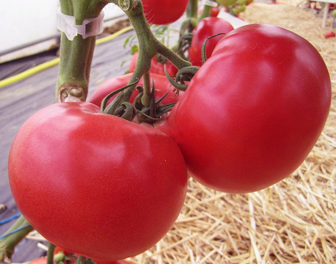 Семена томатов Чимган F1 фото 2