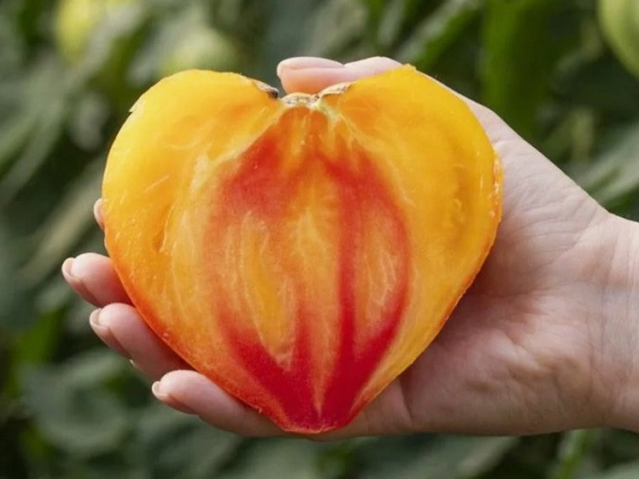 Семена томатов Мадрид F1 фото 2