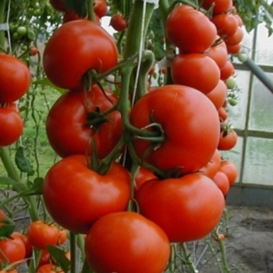 Семена томатов Тамарис F1 фото 2