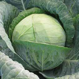 Капуста белокочанная Моцарт F1 фото