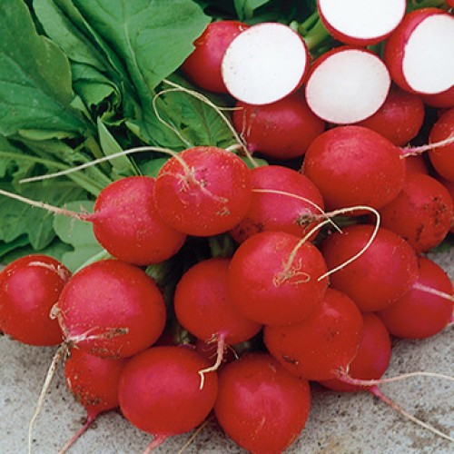 Редис Каспар F1 фото 2