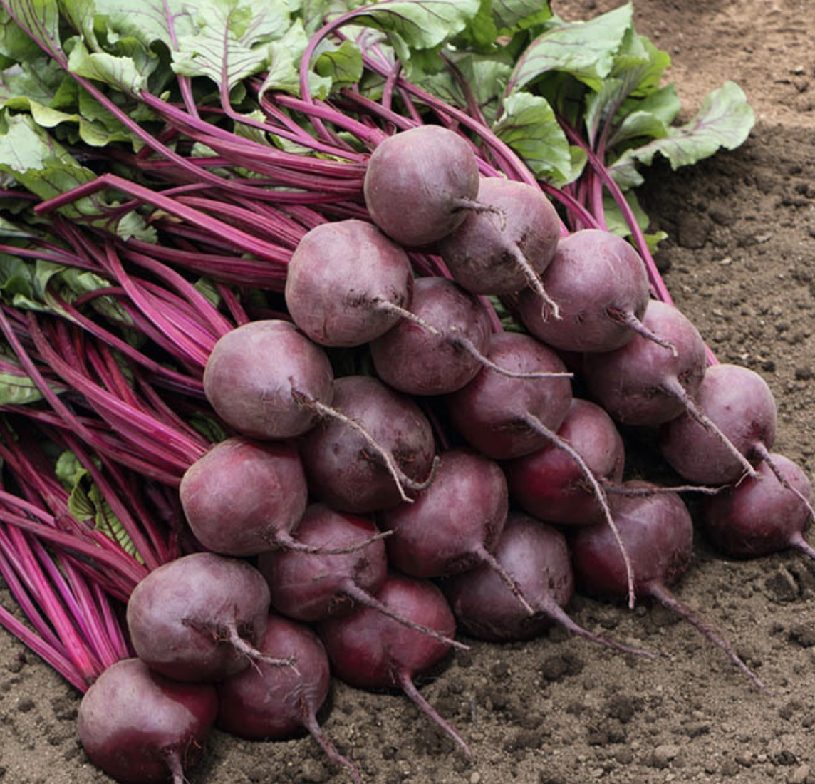 Свекла Бреско F1 фото 2