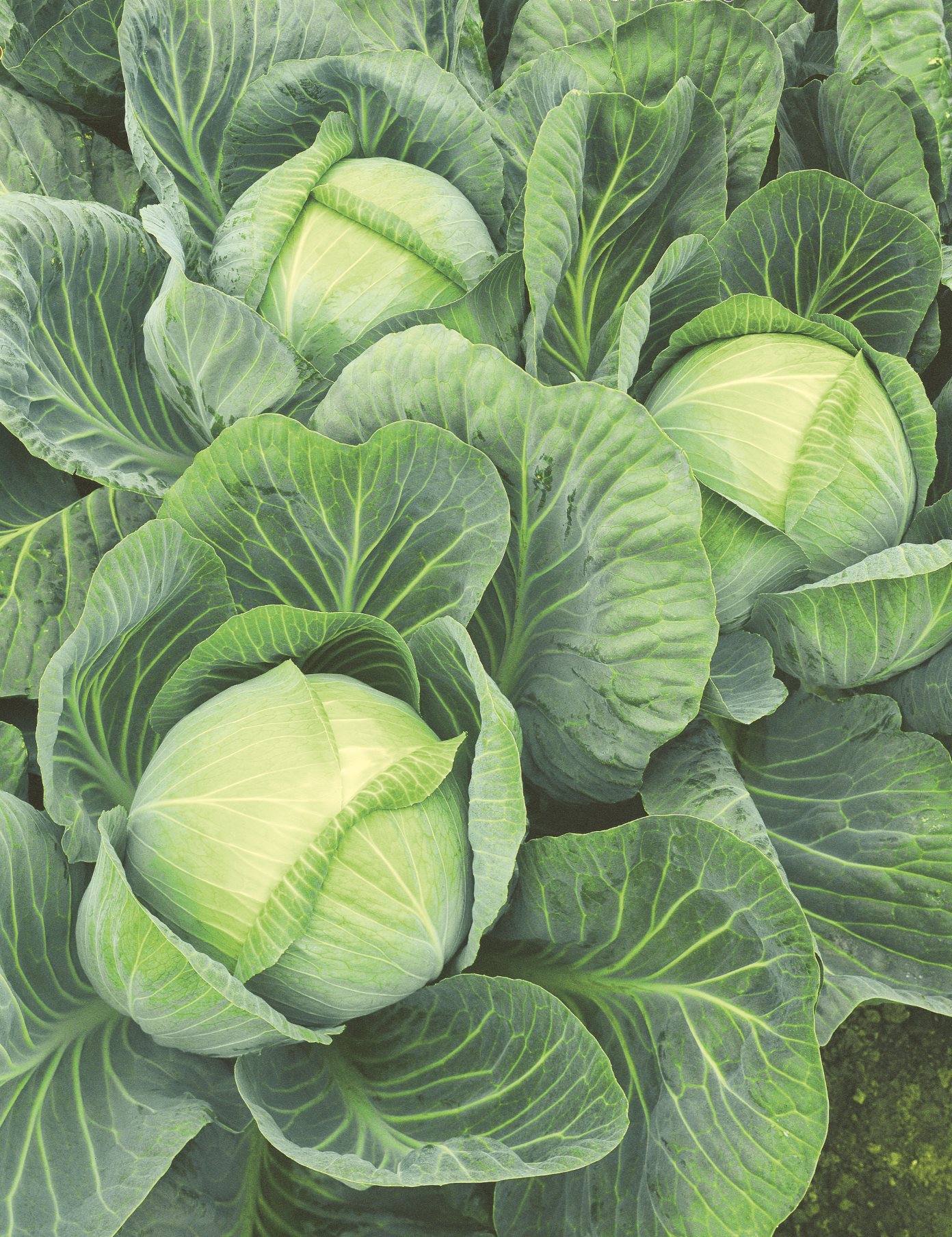 Капуста белокочанная Галакси F1  фото