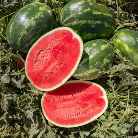 Семена арбуза Юкон F1 фото 2