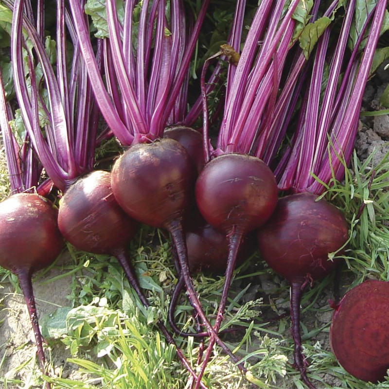 Свекла Цеппо F1 фото 2