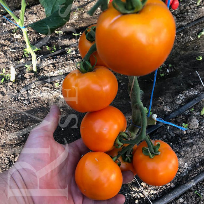 Семена томатов Контенто F1 фото 2