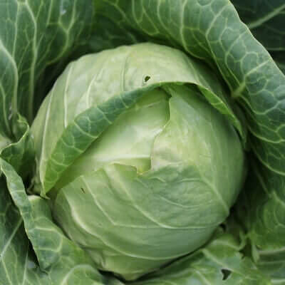 Капуста белокочанная Назоми F1 фото