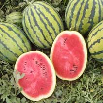 Семена арбуза Бедуин F1 фото 2