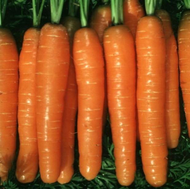 Морковь Монанта фото 2