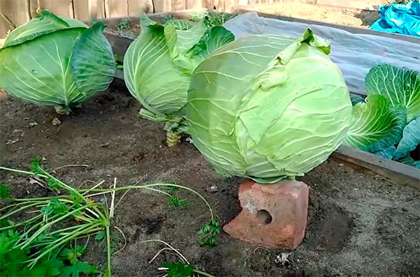 Капуста белокочанная Мегатон F1 фото