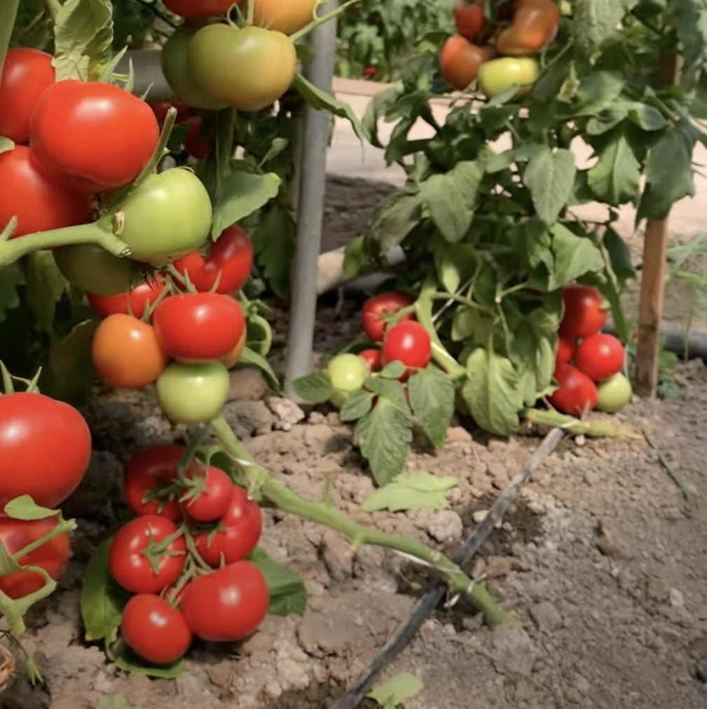 Семена томатов Канова F1 фото 2