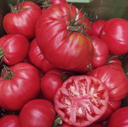 Семена томатов Торбей F1 фото 2