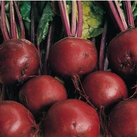 Свекла Бонел фото 2