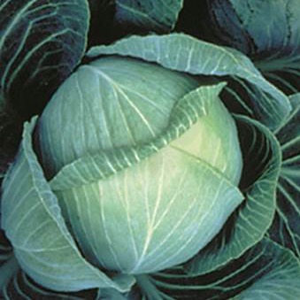 Капуста белокочанная Галакси F1  фото
