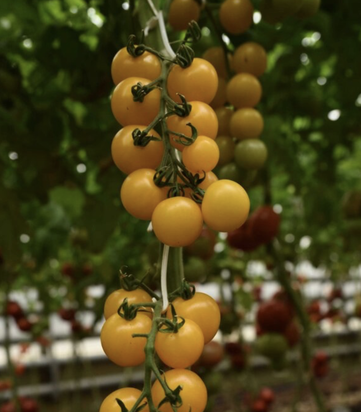 Семена томатов Аксамит F1 фото 2