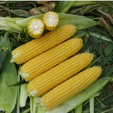 Кукуруза Старшайн F1 фото 2