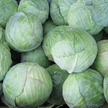 Капуста белокочанная Зиелонор F1 фото