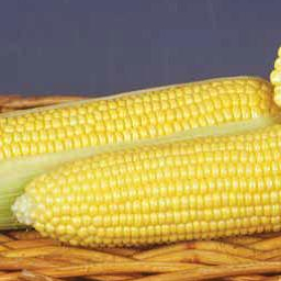 Кукуруза ГСС 8529 F1 фото 2