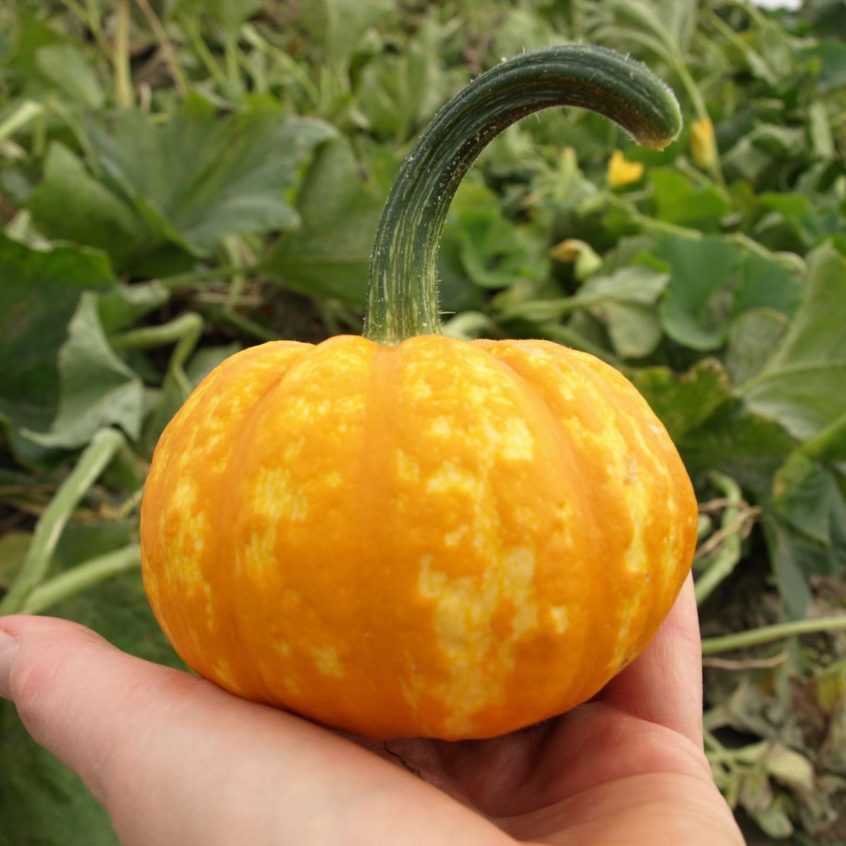 Тыква Кранчкин F1 фото 2