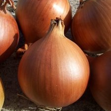 Лук Зевс F1 фото 1