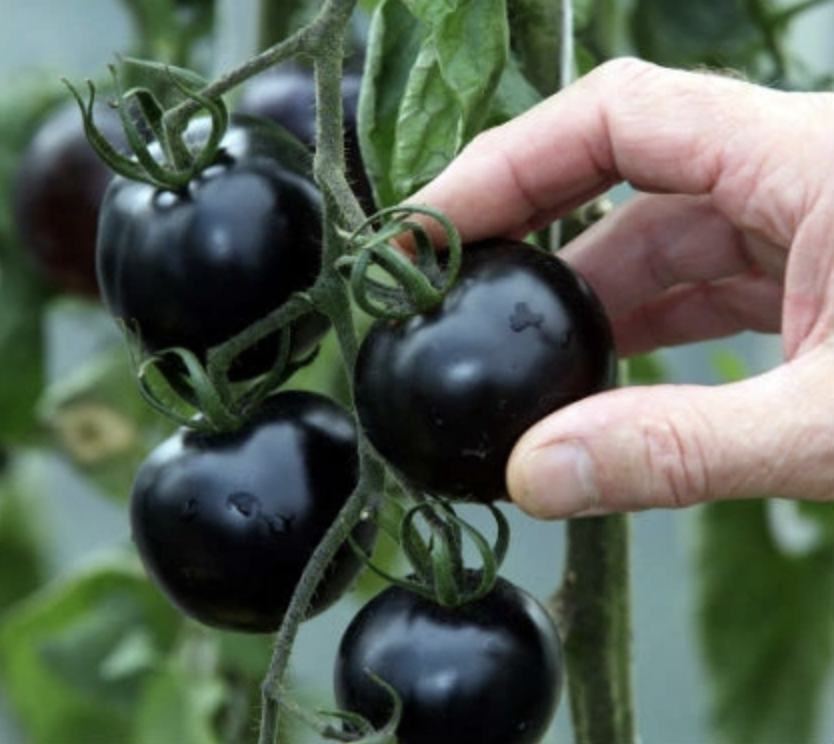 Семена томатов Нуар де Крим фото 2