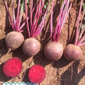 Свекла Фалькон F1 фото 1