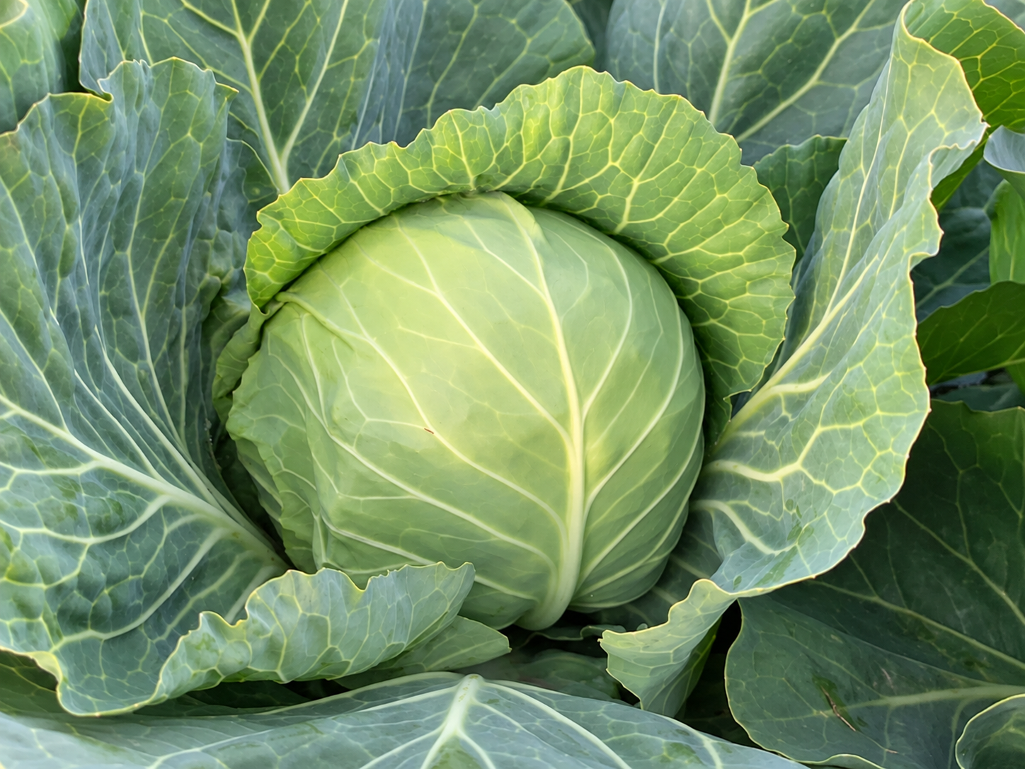 Капуста белокочанная Каррера F1 фото