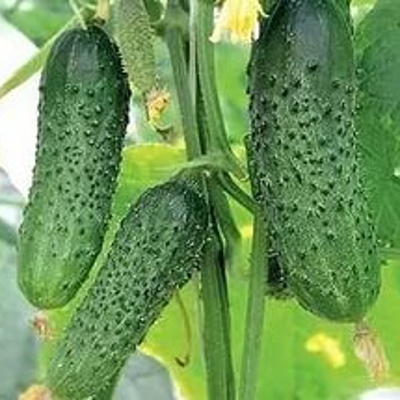 Огурец Лист F1 фото 2