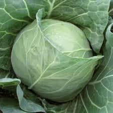 Капуста белокочанная Магнус F1 фото