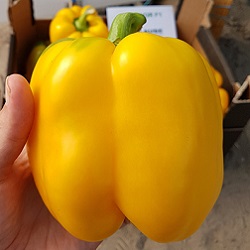 Перец Соланор F1 фото 2