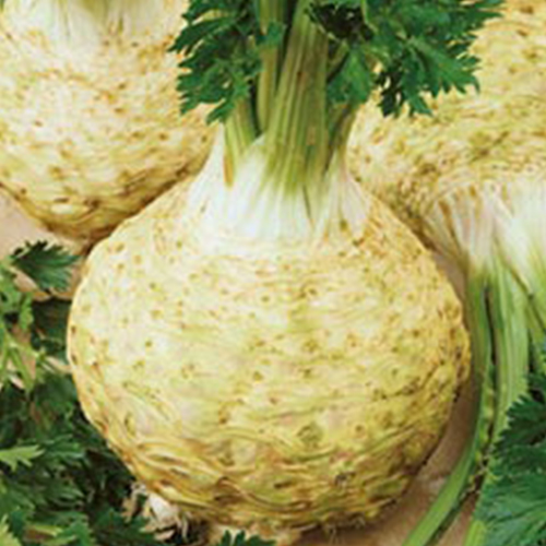 Семена сельдерея Голиаф изображение 2