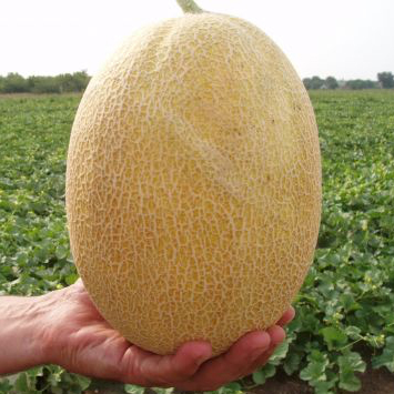 Семена дыни Кредо F1 фото 2