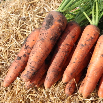 Морковь Олимпо F1  фото 2