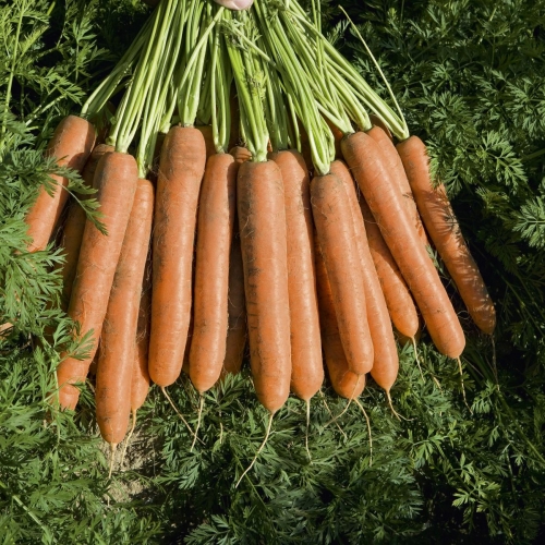 Морковь Намдал F1  фото 2