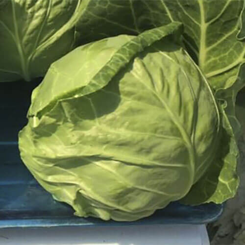 Капуста белокочанная Рапидион F1 фото