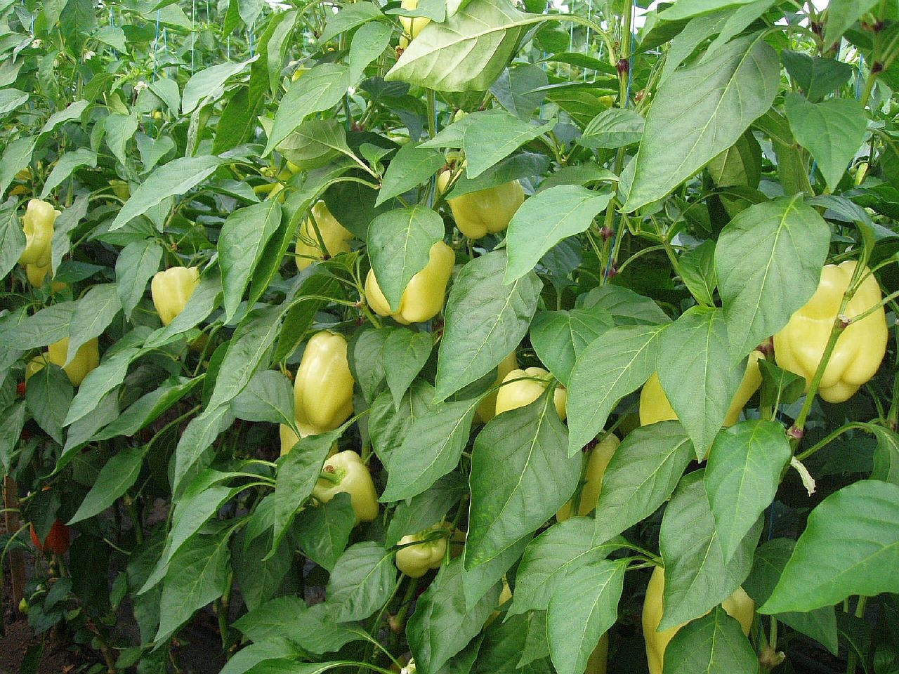 Семена перца Никита F1 фото 2