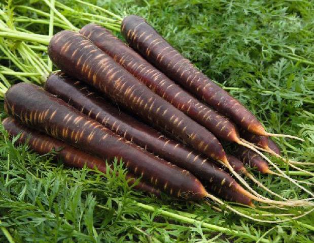 Морковь Папл Снакс F1 фото 2