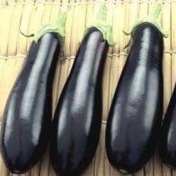 Семена баклажанов Рома F1 фото 2