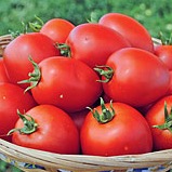 Семена томатов Намиб F1 фото 2