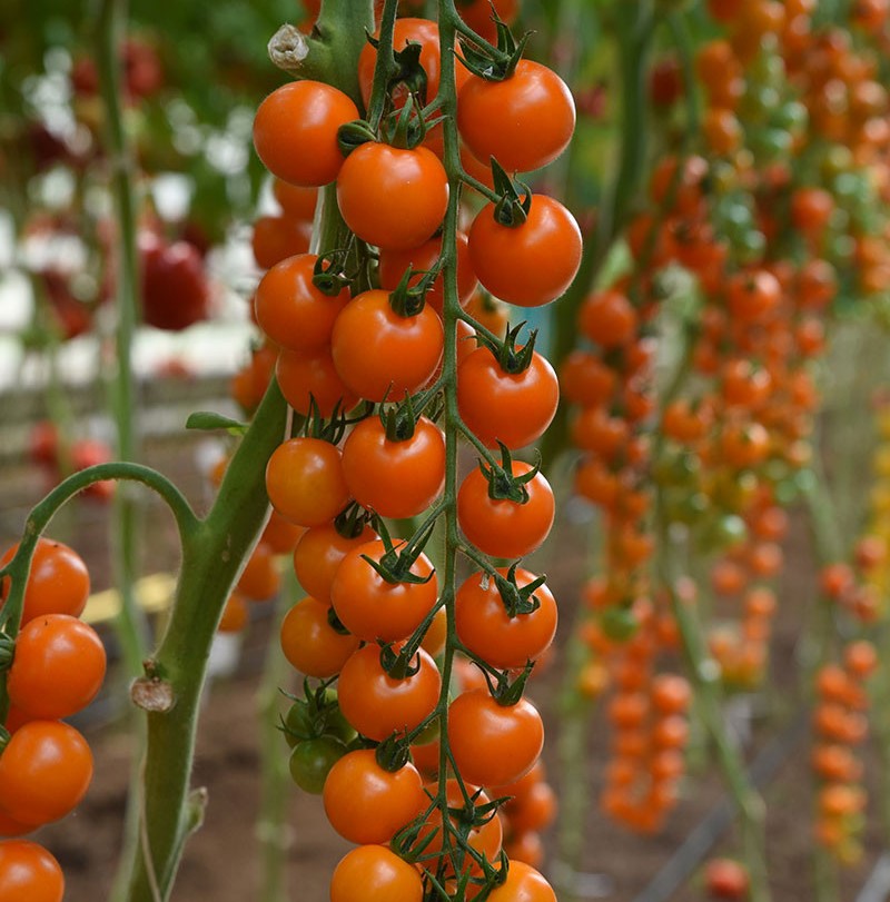 Семена томатов Оранж Свит фото 2