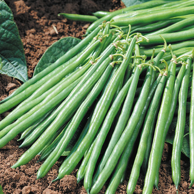 Спаржевая фасоль Крокет фото 2