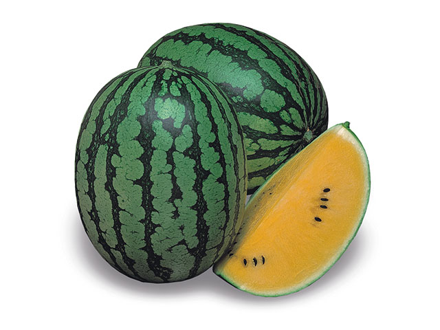 Семена арбуза Шампань F1 фото 2