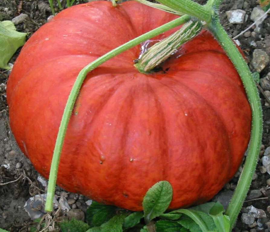 Тыква Руж виф де Тамп  фото 2