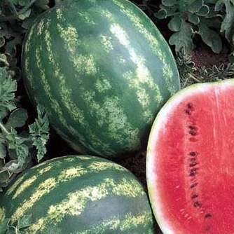 Семена арбуза Эврика F1 фото 2